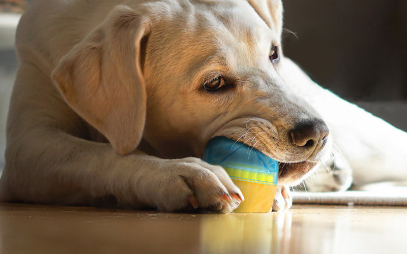 TPR Dog Chew Toy | Soft, Flexible, and Durable | Colorful Bone for Dental Health