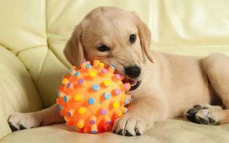 How do you pick pet toys for your dog and that they actually like? This article tells you