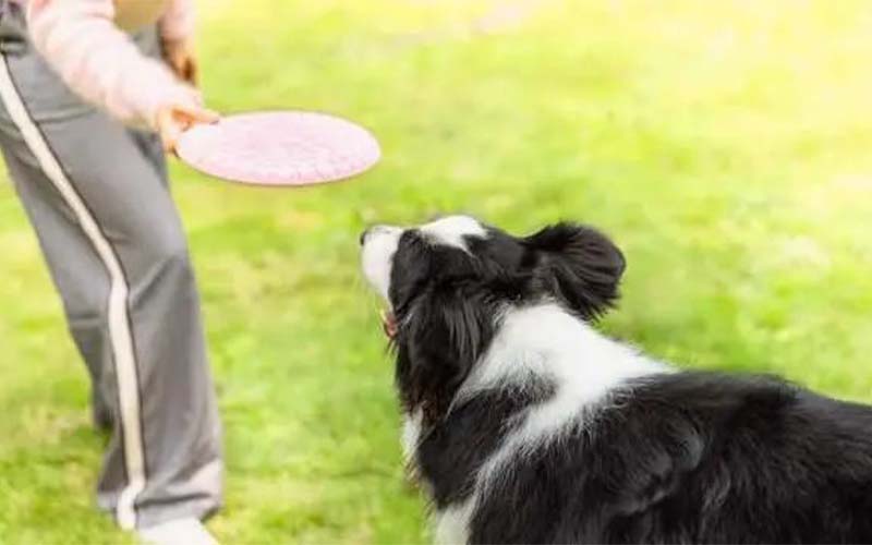 How do you pick pet toys for your dog and that they actually like? This article tells you