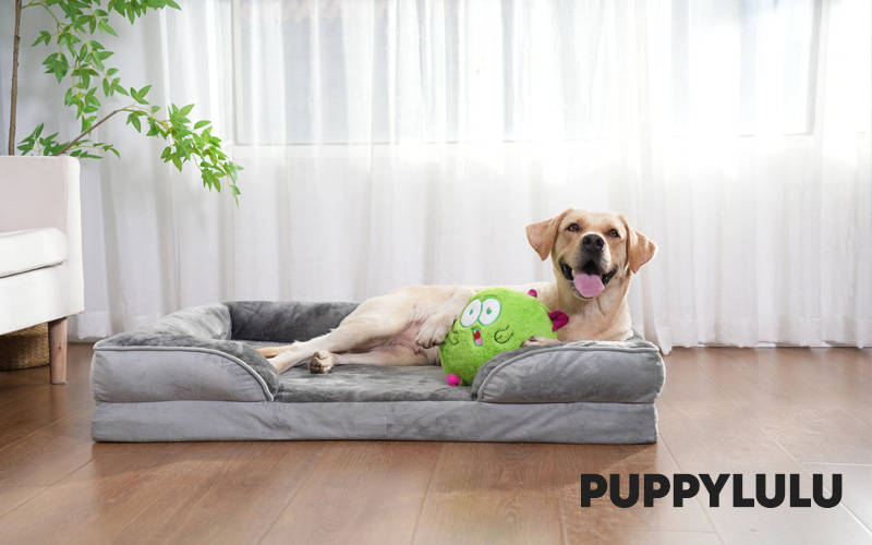 Pet toy maker big revolution! Will make smart simple interactive pet toys.